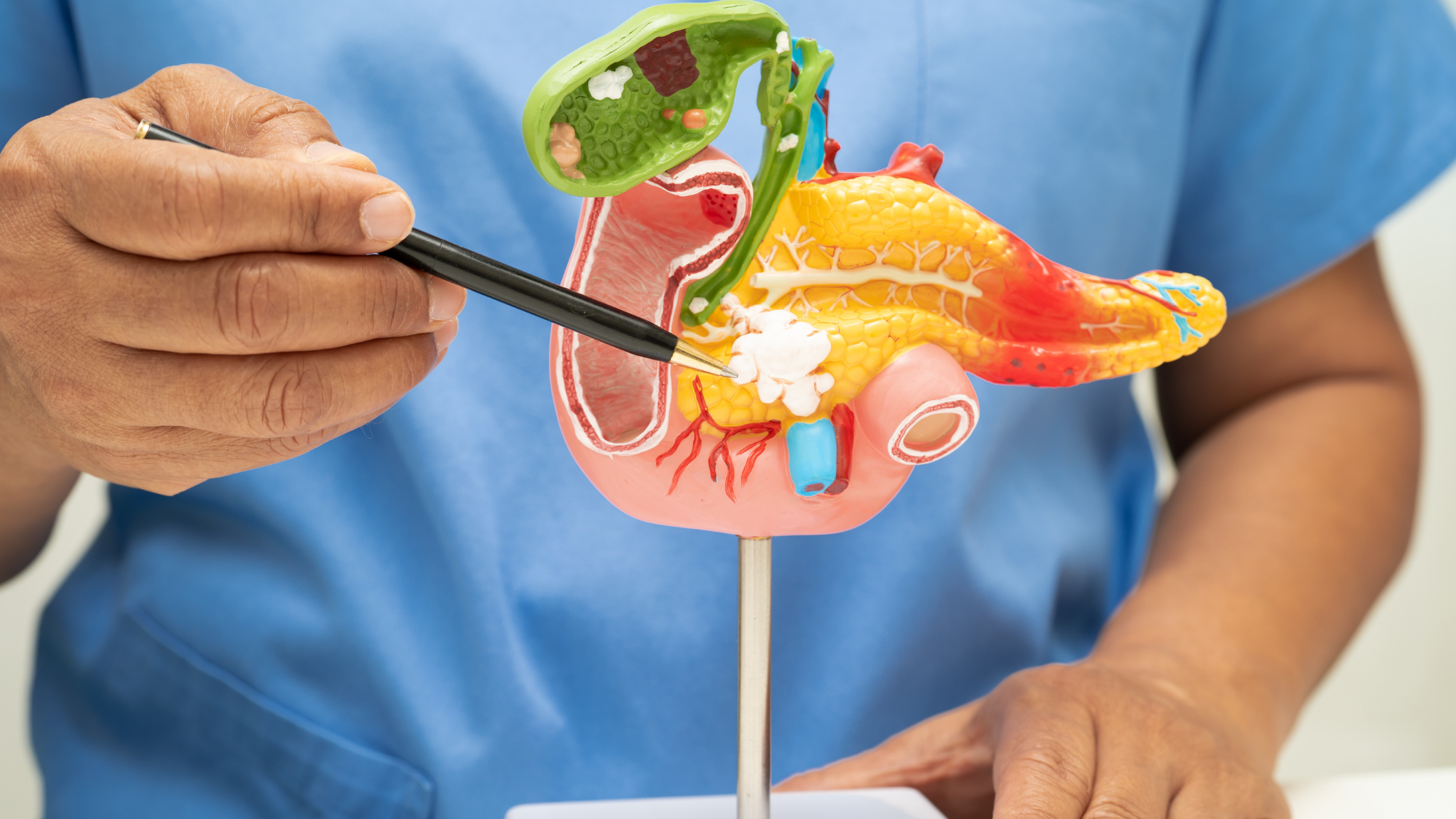 Tests de Fonction Hépatique : Interpréter les Enzymes du Foie 